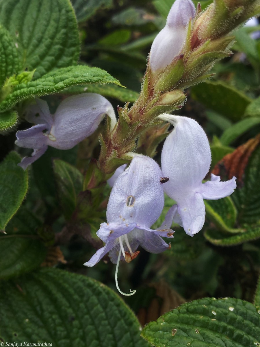 Strobilanthes viscosa var. viscosa (Arn. ex Nees) T.Anderson